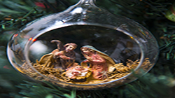 Stock Price: Cado Natale 25 – Lazio